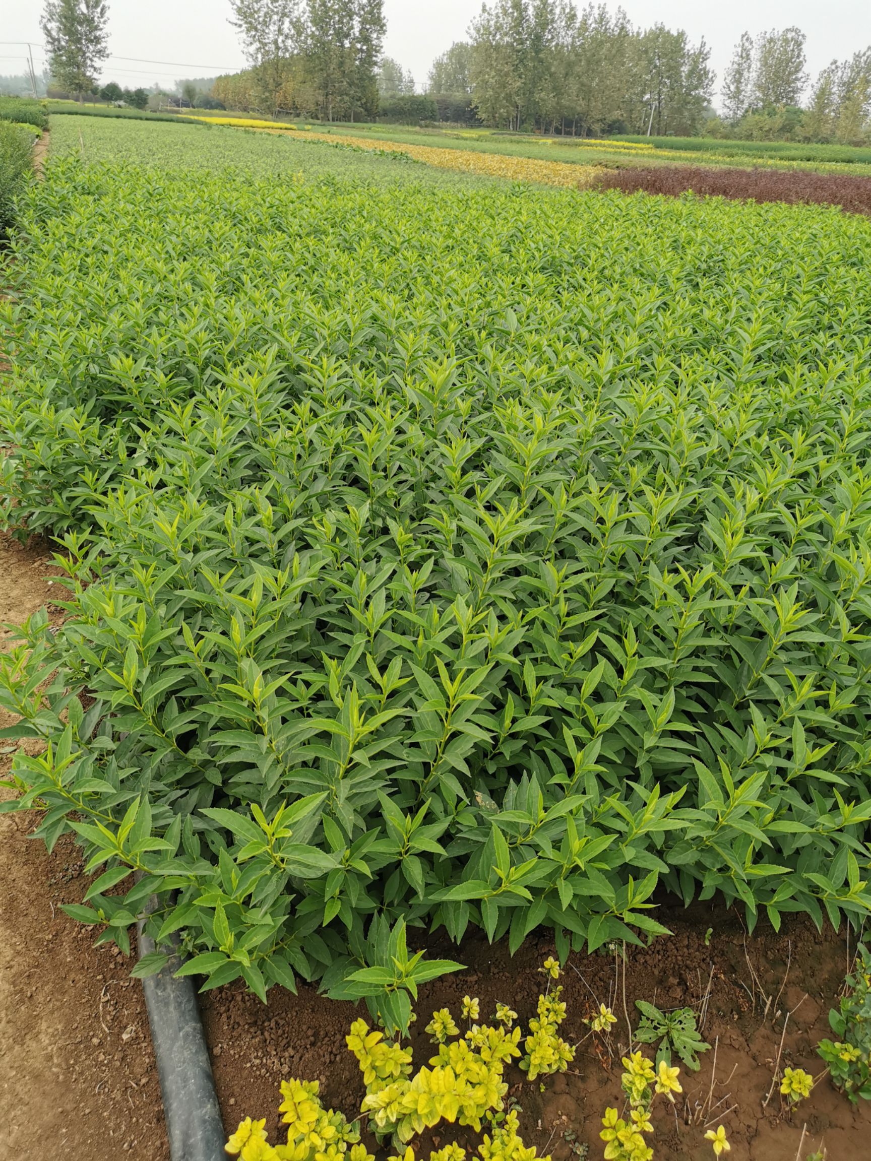  大量供应：连翘.连翘苗.连翘球.多分枝连翘