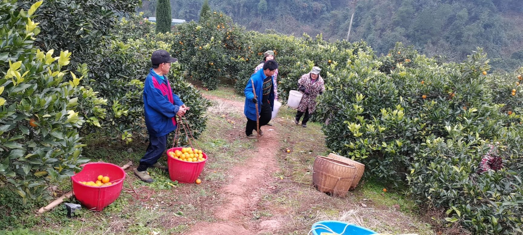 麻阳纽荷尔脐橙，香甜可口，无籽化渣，香味郁浓，水份充足，