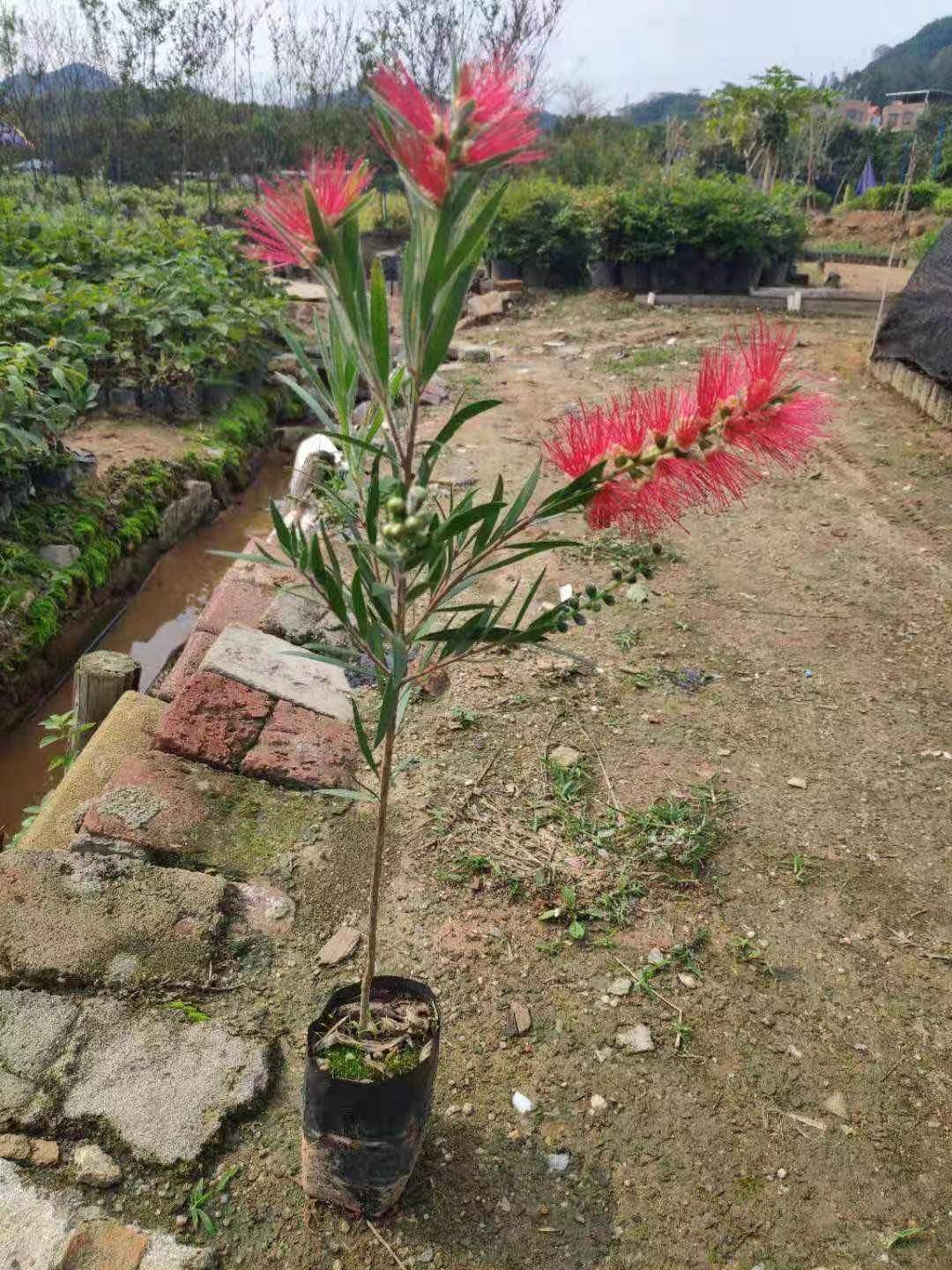 硬枝美花红千层高度20cm—80cm