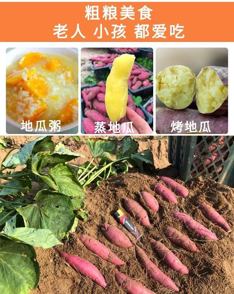 澄迈桥头地瓜富硒地瓜红薯海南板栗薯鲜挖9斤装