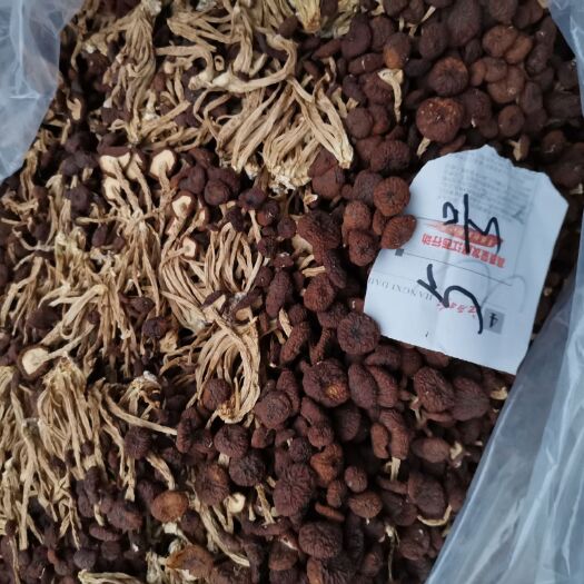 广昌县广昌5号茶树菇 江西省抚州市广昌县 8~10cm 未开伞 干