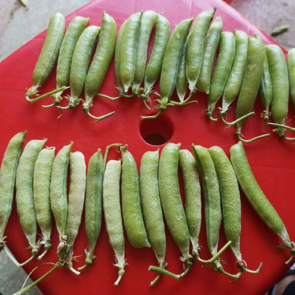 豌豆荚  青碗豆，精品青碗豆火热销售…