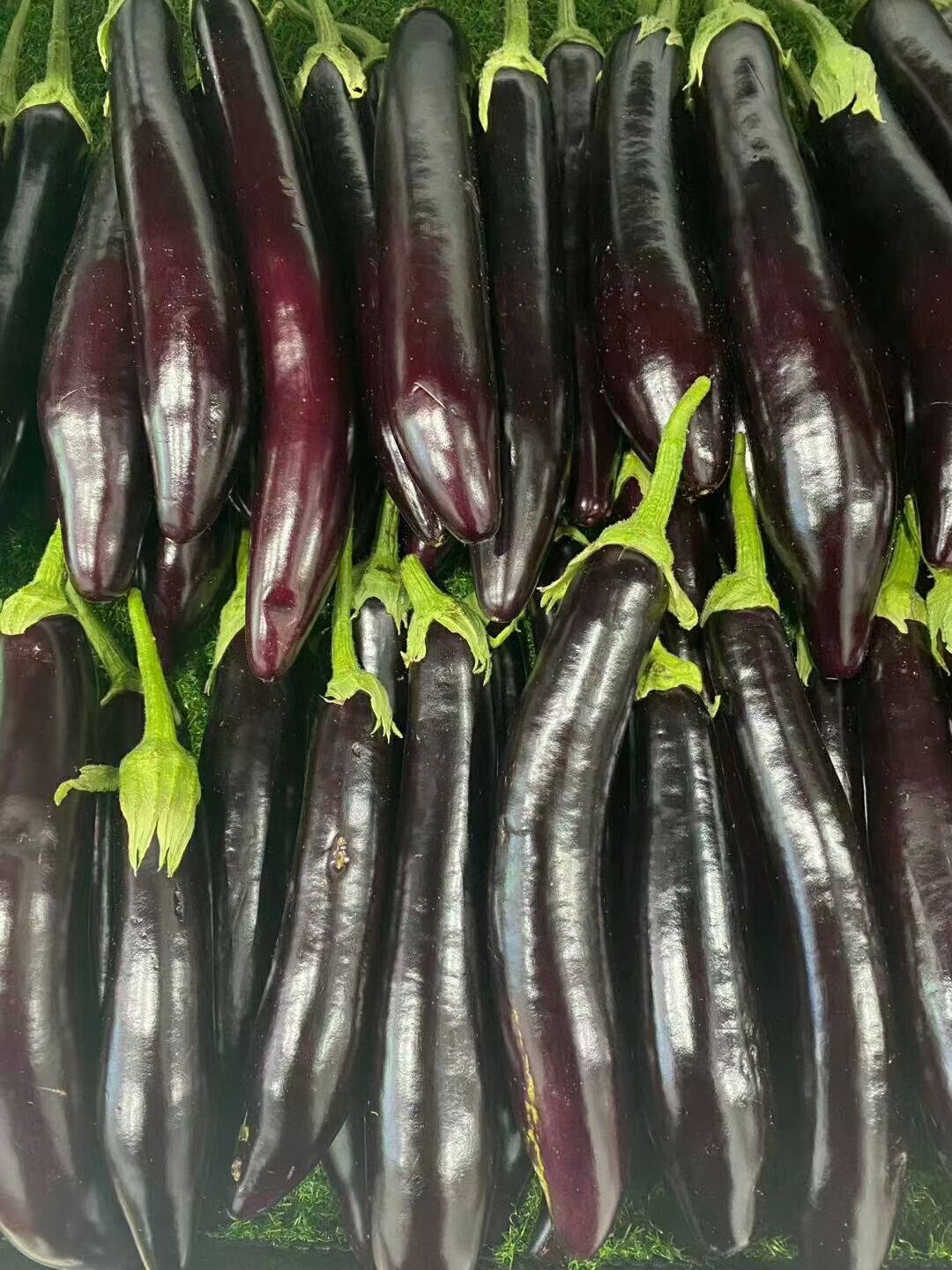 圆茄 茄子 紫光园茄 产地直供