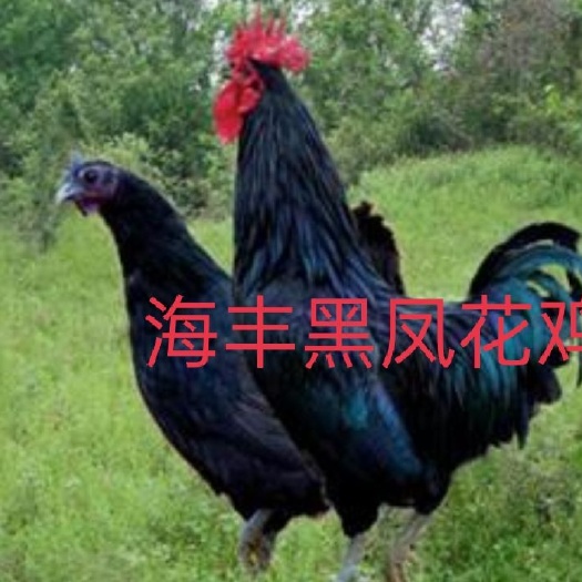 灵山县黑鸡苗  (孵房直供)黑凤花鸡苗，红冠 黑羽