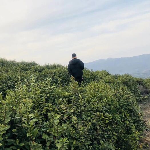 大悟县高山云雾茶