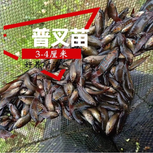 阳江中国斗鱼活体普叉尾 不换水观赏鱼菩萨鱼花手巾好耐养的淡冷水鱼