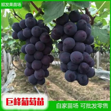 灵山县 葡萄苗，巨峰葡萄苗，夏黑葡萄苗
