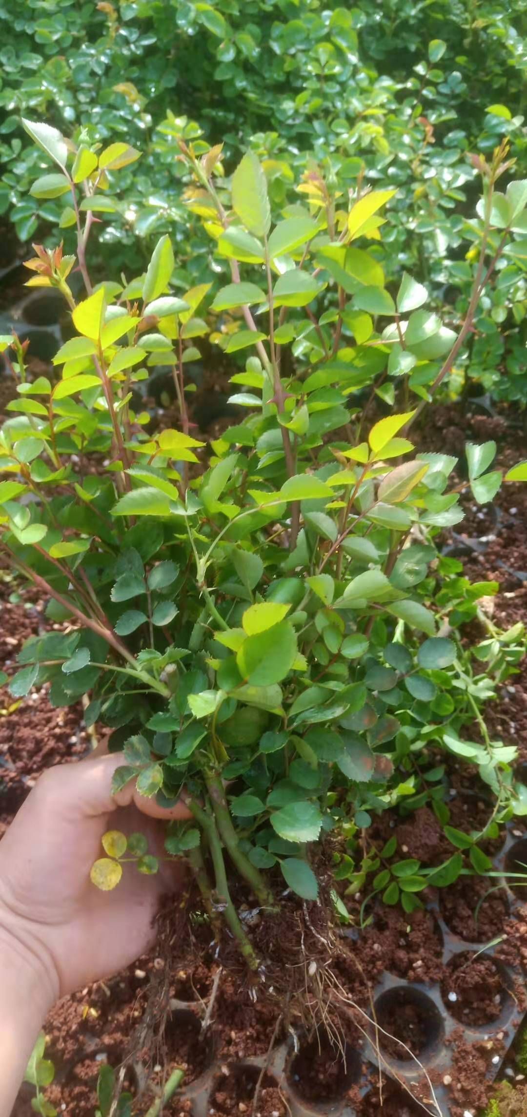 玫瑰苗  云南品种食用玫瑰金边花苗