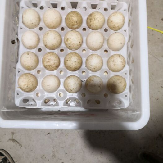 灵璧县鸭种蛋  请说在惠能网上看到的，樱桃谷种鸭蛋