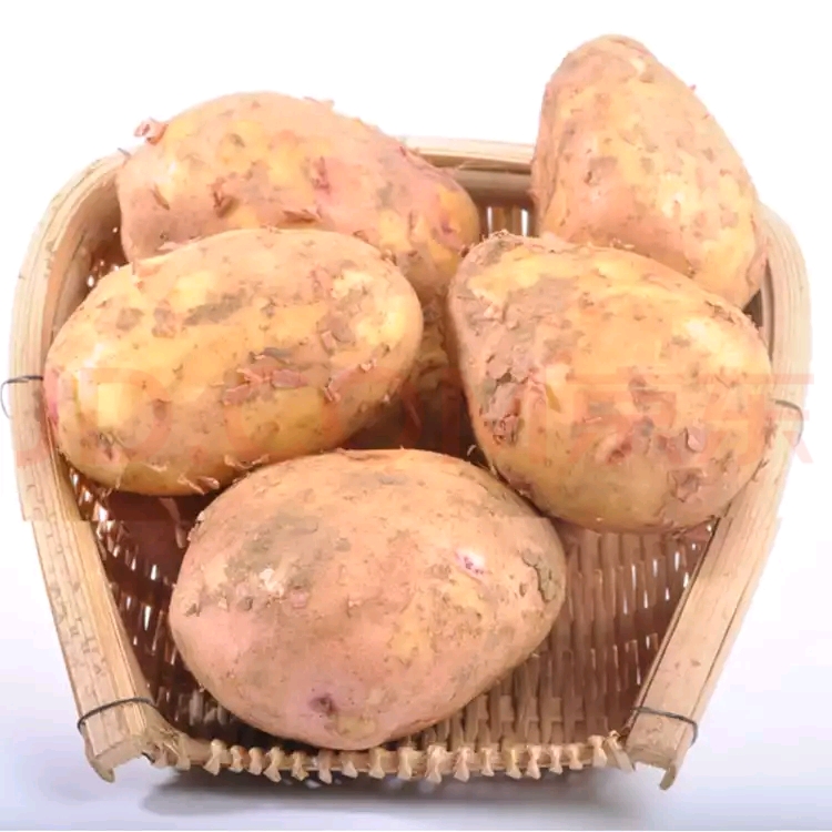 云南特产，高山农村自种，无公害无污染，新鲜土豆，合作88号