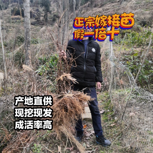 溆浦县红阳猕猴桃苗/红心猕猴桃苗/品种纯