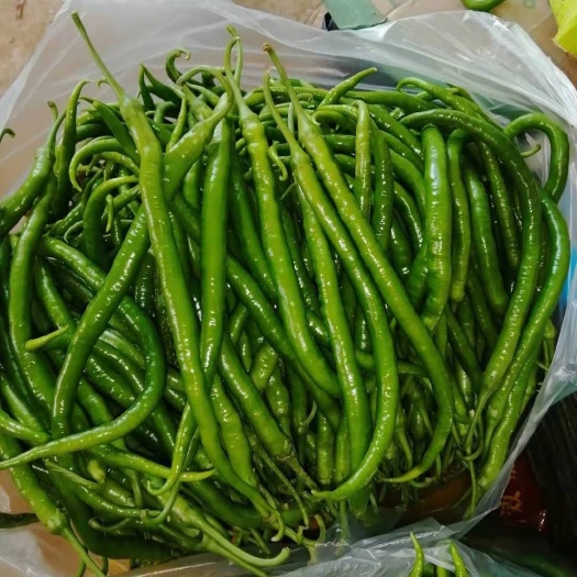 沂水县线椒，大量有货需要老板联系。
