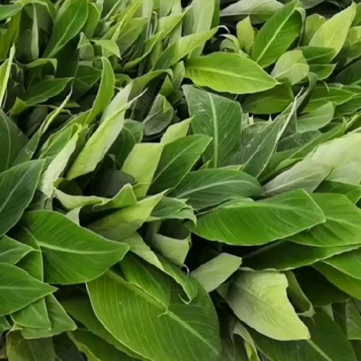 巴西蕉苗  ，桂蕉一号。威廉斯b6香蕉苗