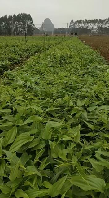 贵港百部苗 对叶百部！高产价格稳定适应范围广，是各省农户致富创业的好选择