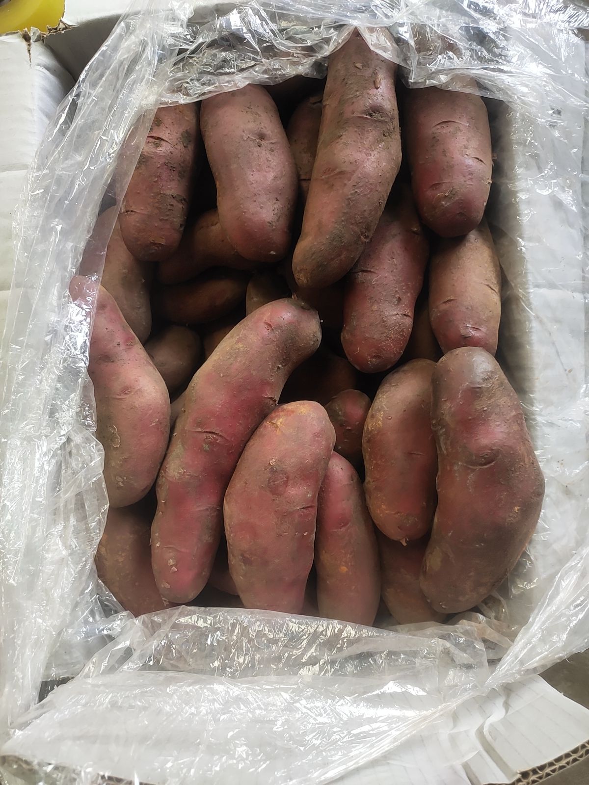 红美人，红宝，红土豆