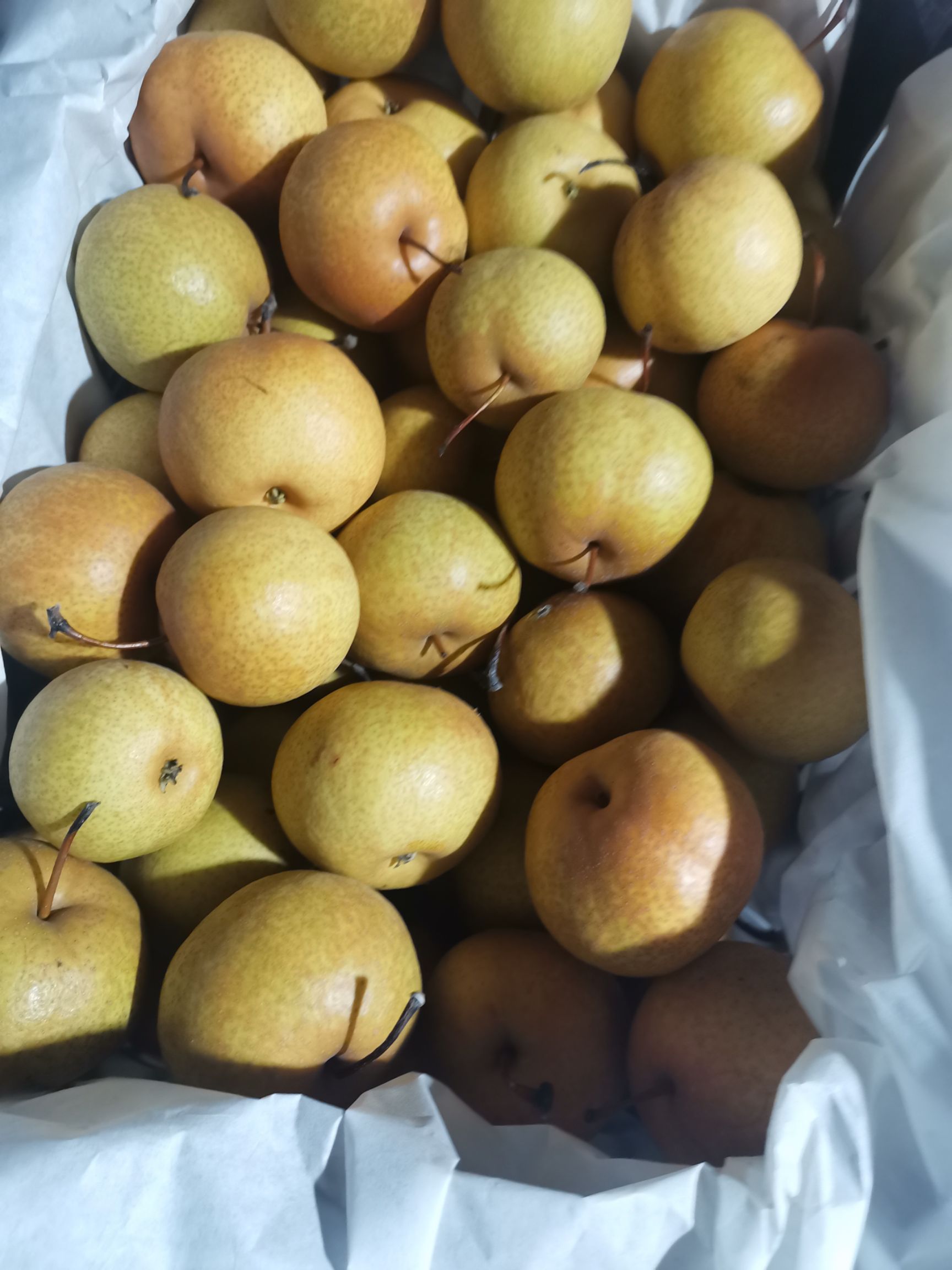  花盖梨  鞍山特产 个大皮薄，酸甜可口