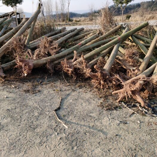 靖州县地径9-15公分青枫（裸根裁杆）