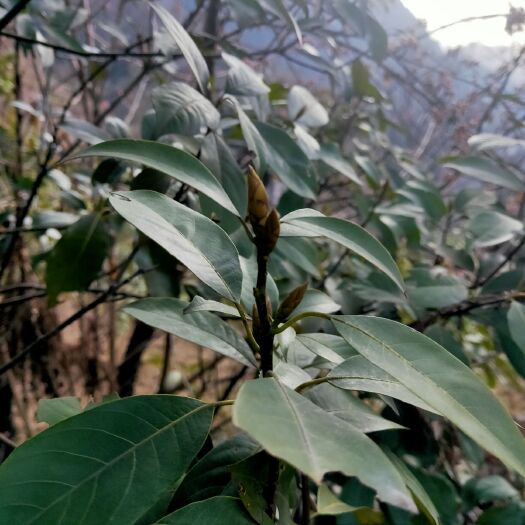 眉山老鹰茶 四川省眉山市彭山区 本品不能代替药物 2021-03-25 - 2024-03-25 