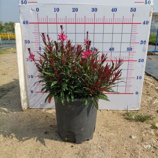 东莞市草坪  山桃草盆苗 园林绿化工程 花镜植物盆苗