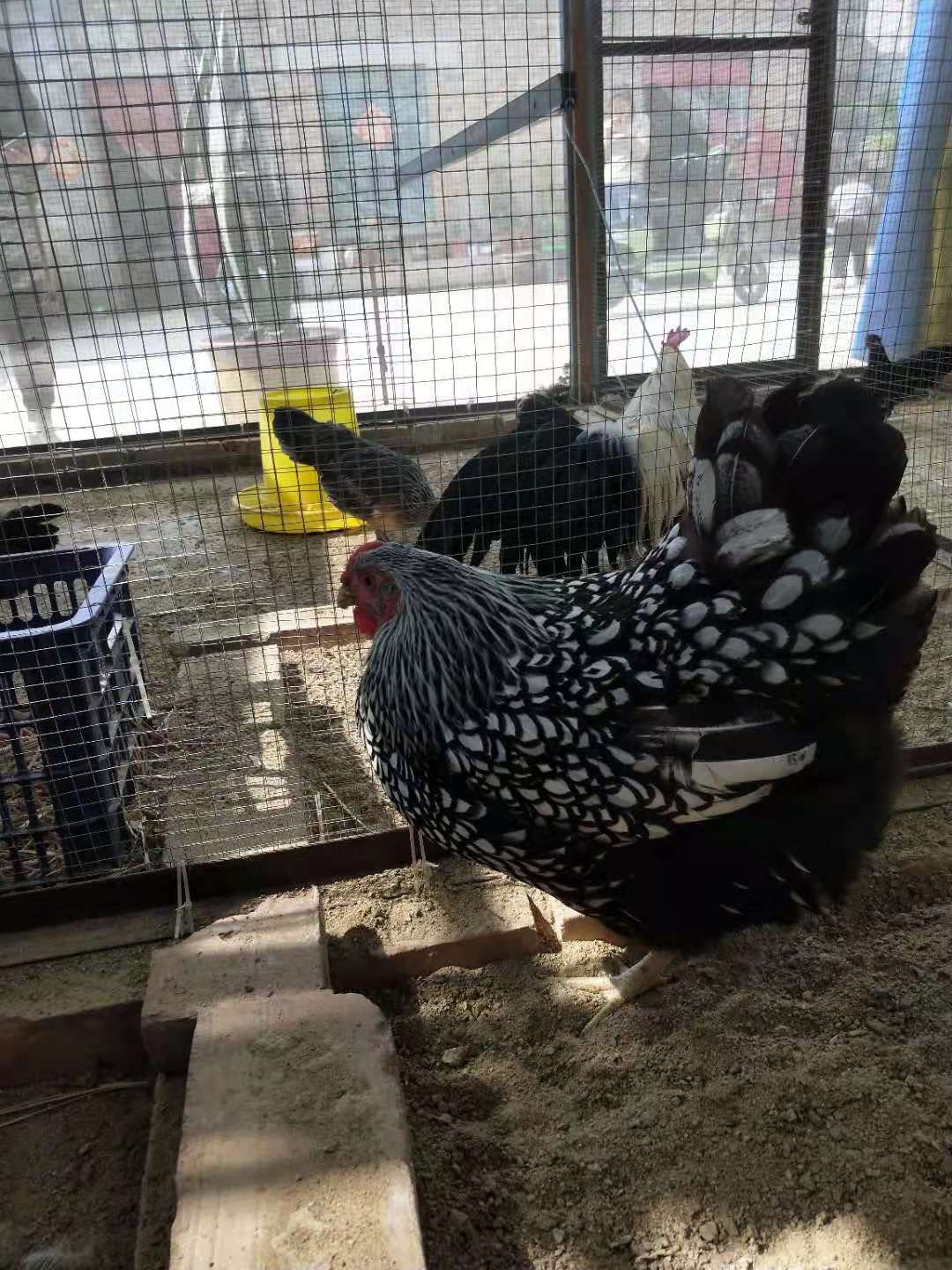 长尾鸡  自家养殖，白长尾，公母都有，规格大小都有