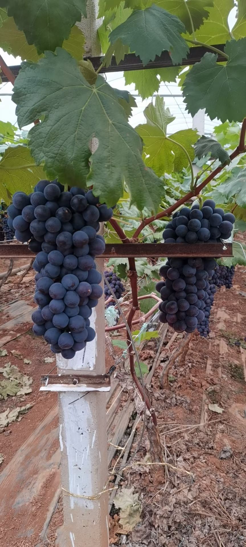 云南省建水县夏黑葡萄大量上市，产地直销，货源充足，代发代办