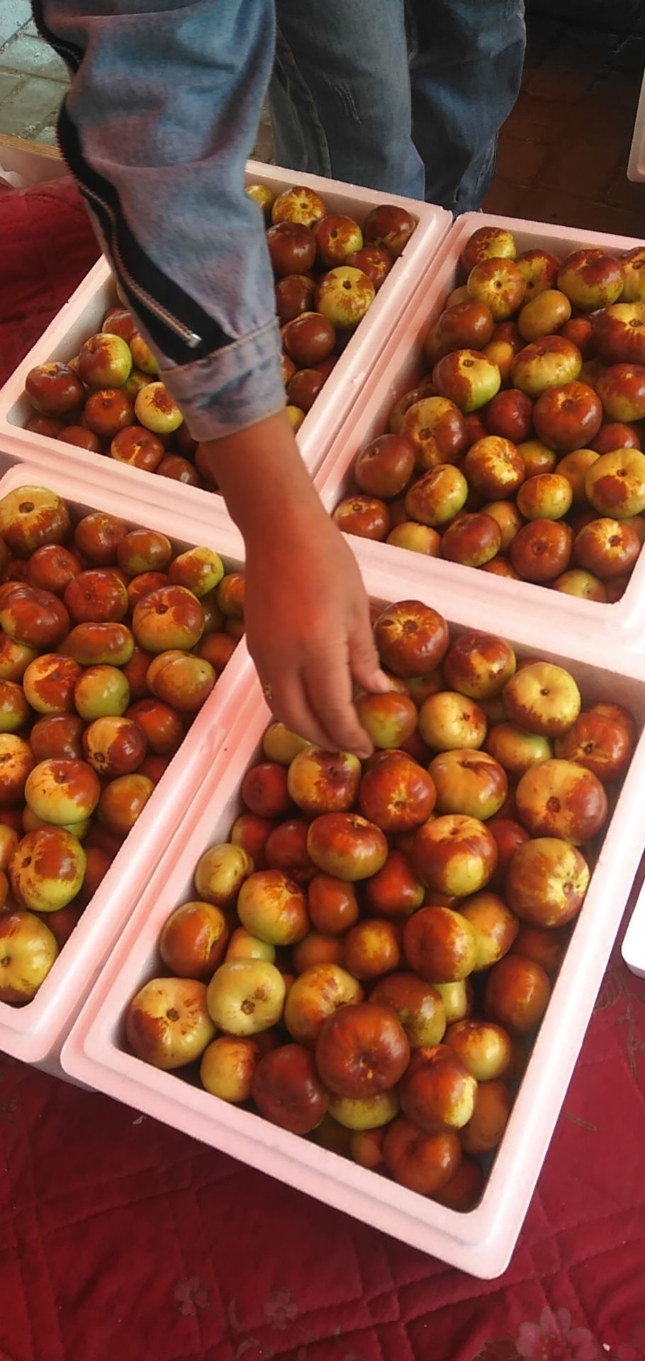 中华蟠枣鲜枣大量现货