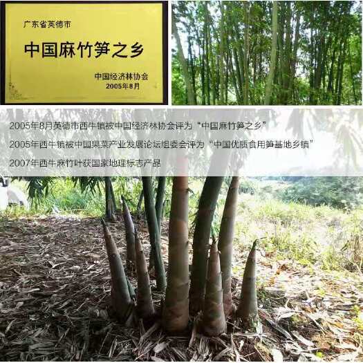 英德市竹苗 竹头苗，