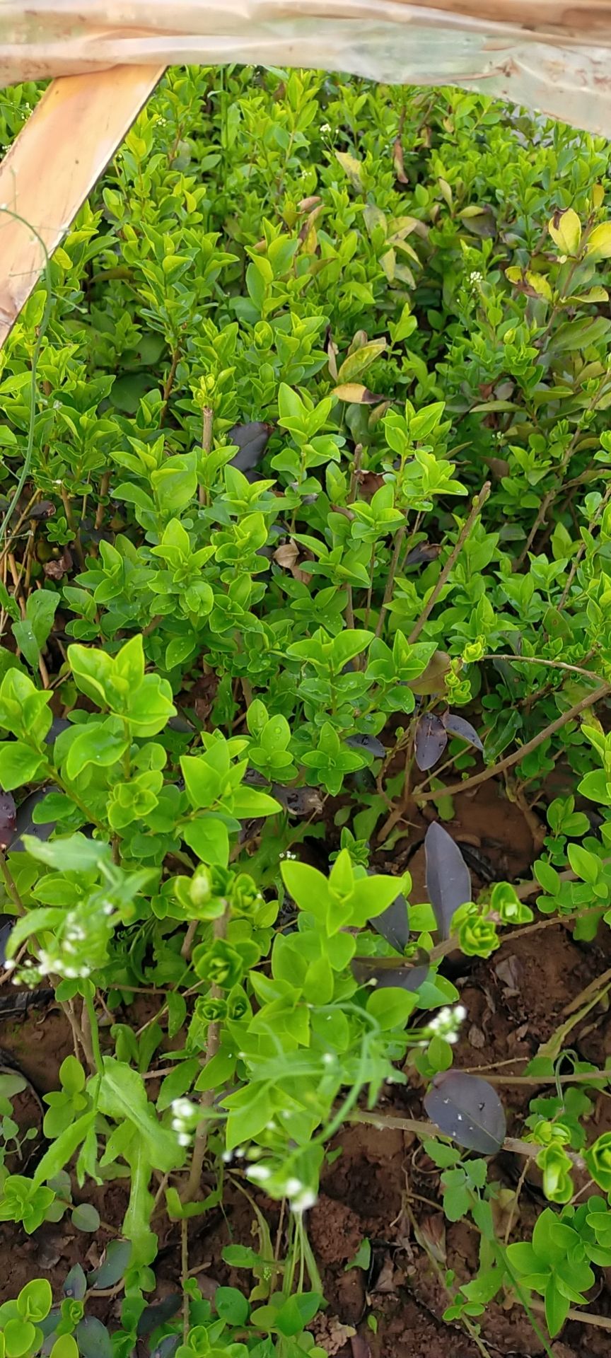 金叶小叶女贞树苗篱笆四季常青庭院植物绿化苗木耐旱耐阴无虫害