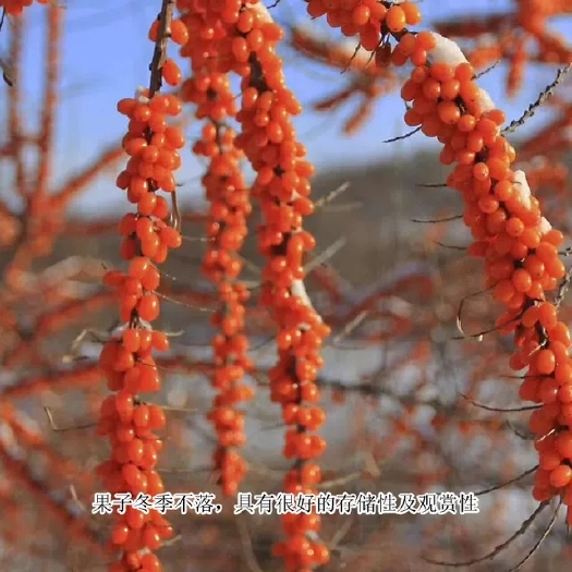 尚志市深秋红沙棘苗，一年苗，40－70厘米