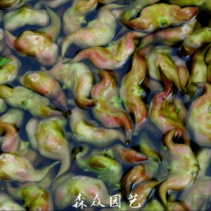 菱角种子青菱角红菱角种老菱角牛角菱角种子早熟菱角种子