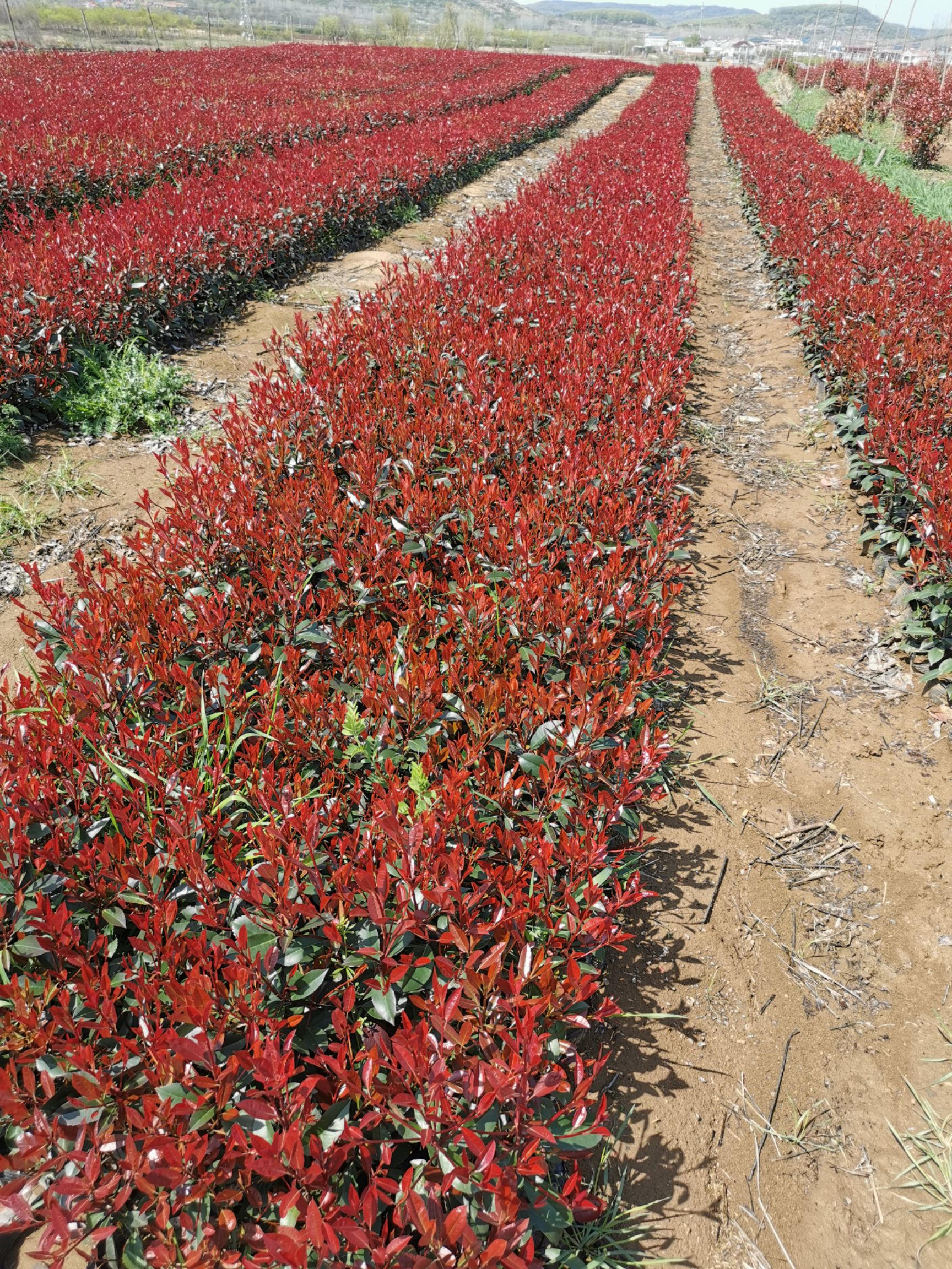  红叶石楠苗.红叶石楠小杯苗.红叶石楠大杯苗