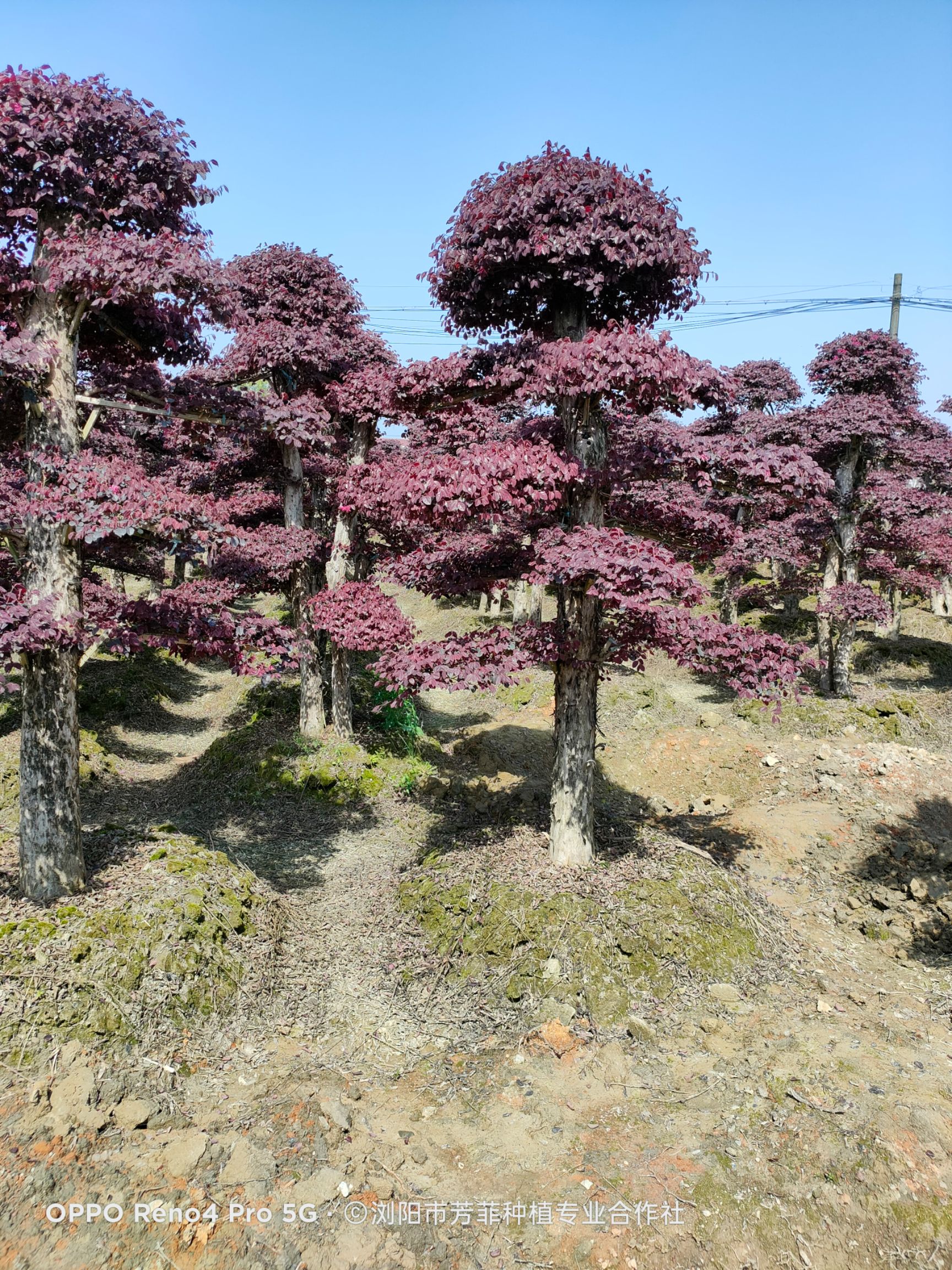 黑珍珠红继木 湖南造型红花继木基地直销