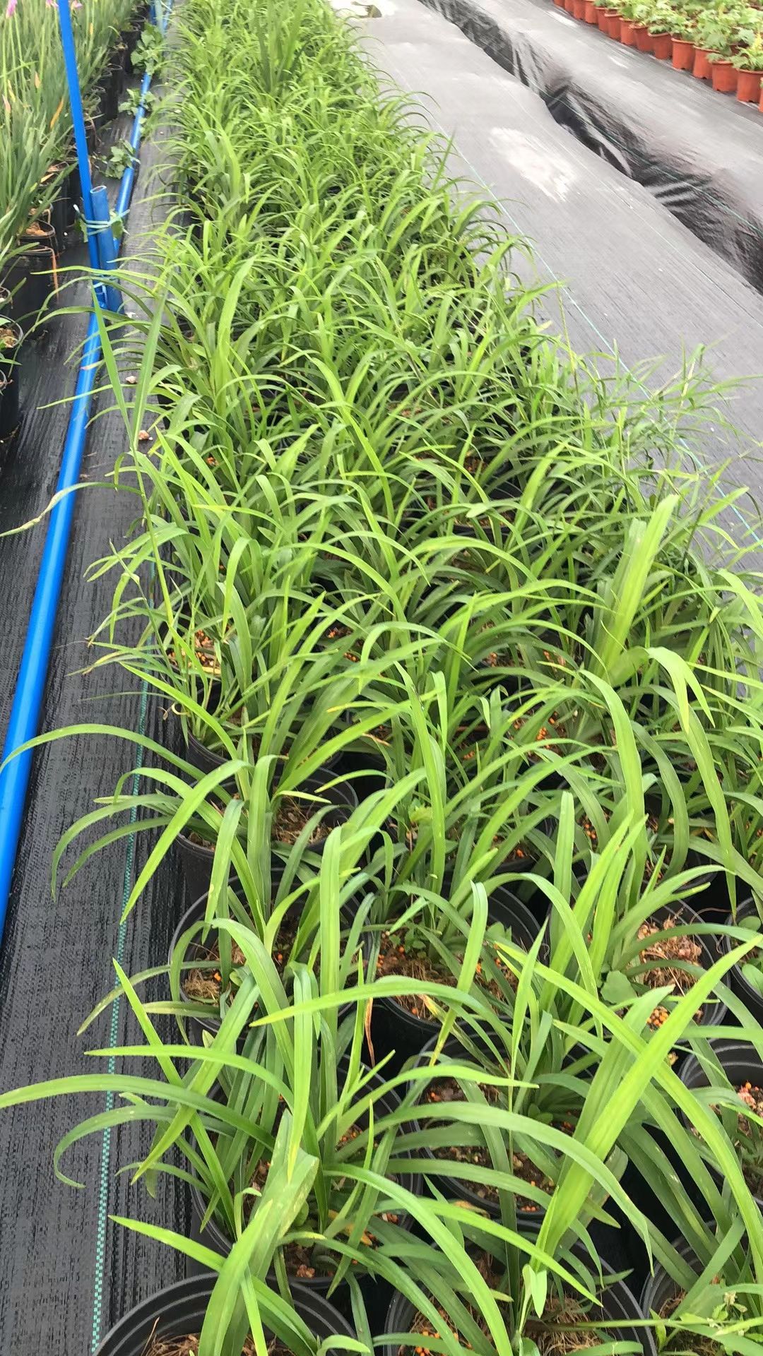 大花萱草盆苗 园林绿化 工程造景 花镜植物
