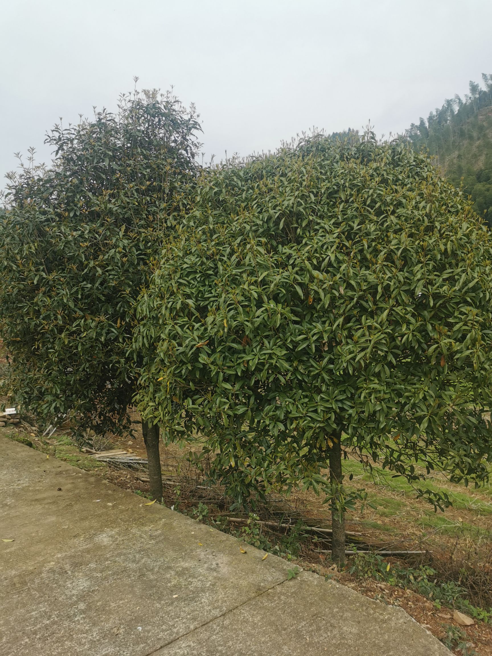 八月桂  自然冠米经8到10公分