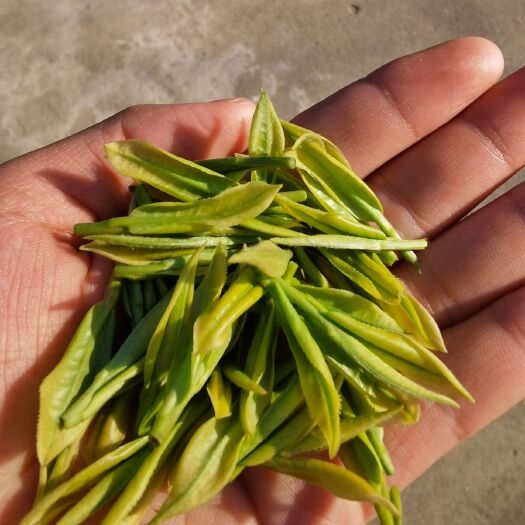 安吉县安吉白茶 安吉