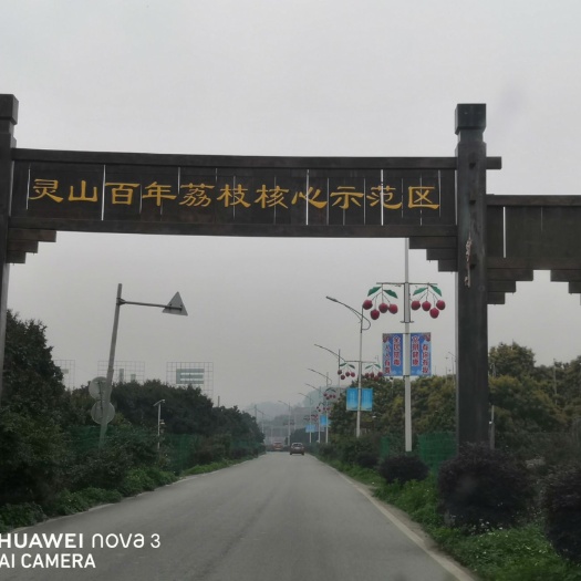 灵山县百年荔枝