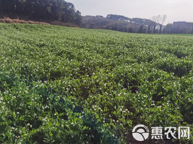 豌豆荚  青碗豆，精品青碗豆火热销售…