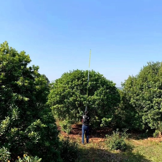 郴州杨梅树