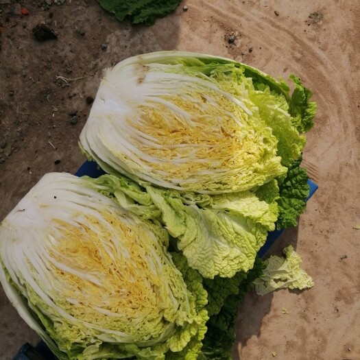 晋州市菊锦大白菜 出售黄心大白菜
