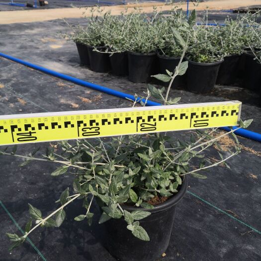 东莞市兰花  水果兰 花镜植物 园林绿化工程苗