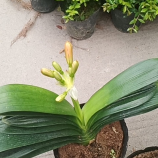 漳平市君子兰盆栽  批发一年两年三年苗，开花君子兰