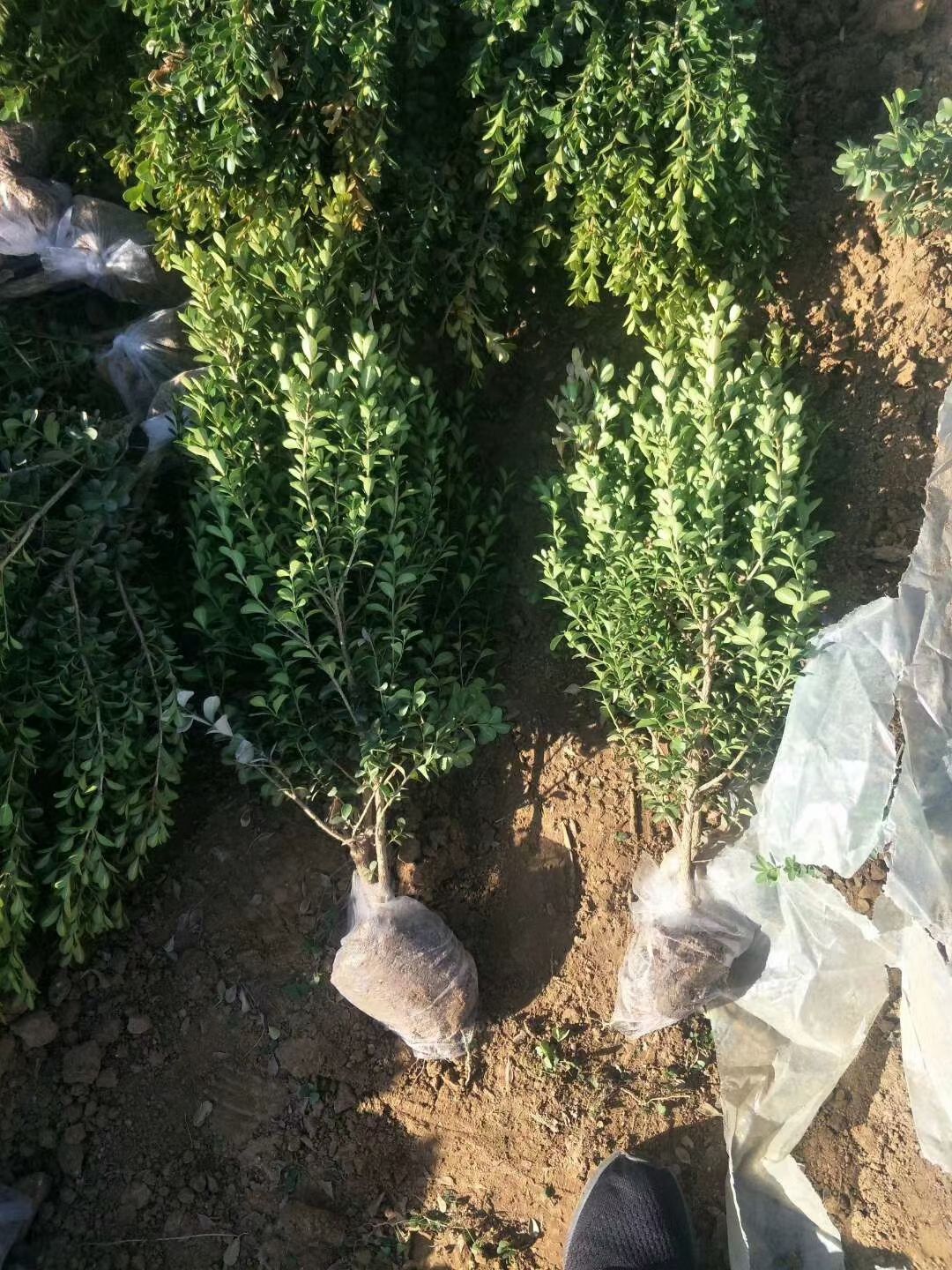 小叶黄杨20-80 基地直销 一手货源 规格全 价格低 保质