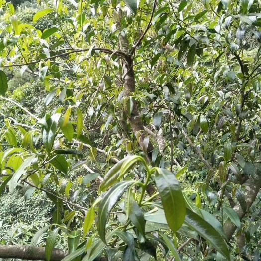 金秀县广西来宾市金秀县大瑶山石崖茶