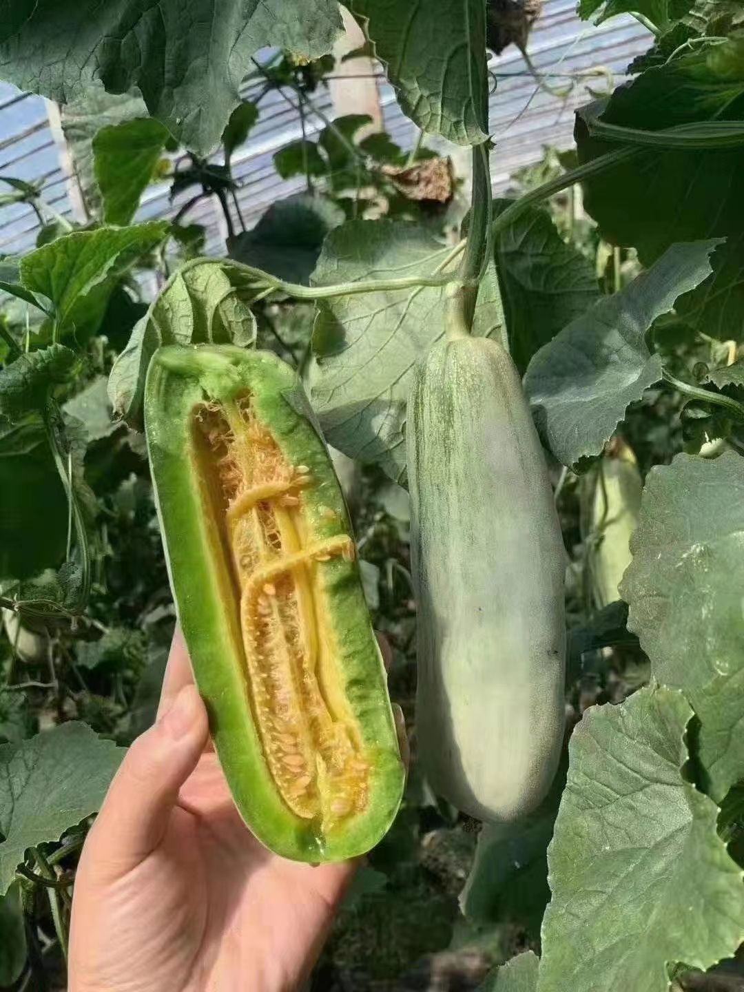 甜瓜【一件代发】博洋61 9号大量上市对接批发商电商产地直