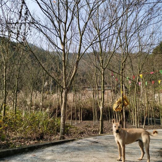 靖州县地径1-8公分青枫（裸根裁杆）