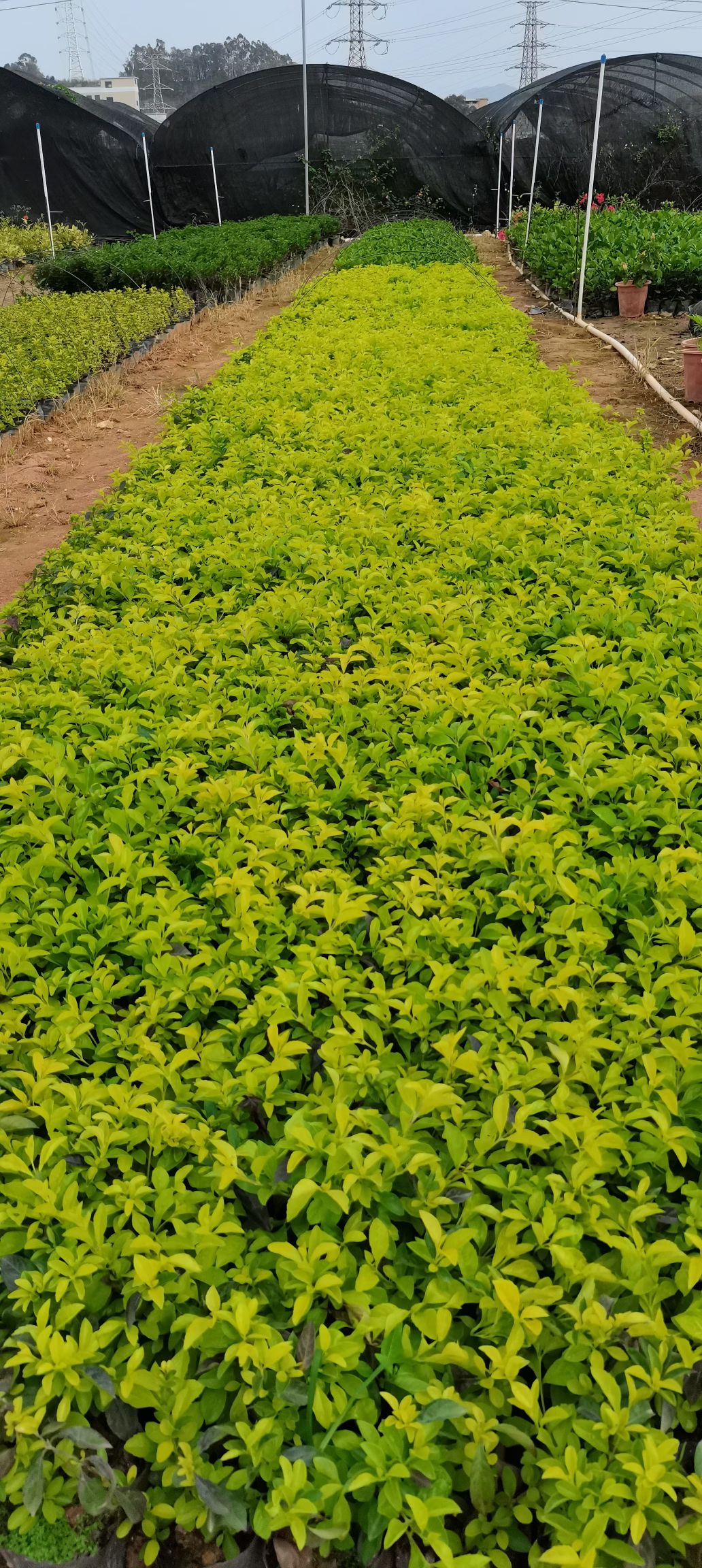  黄金叶  园林绿化工程袋苗 花镜植物  金叶假连翘