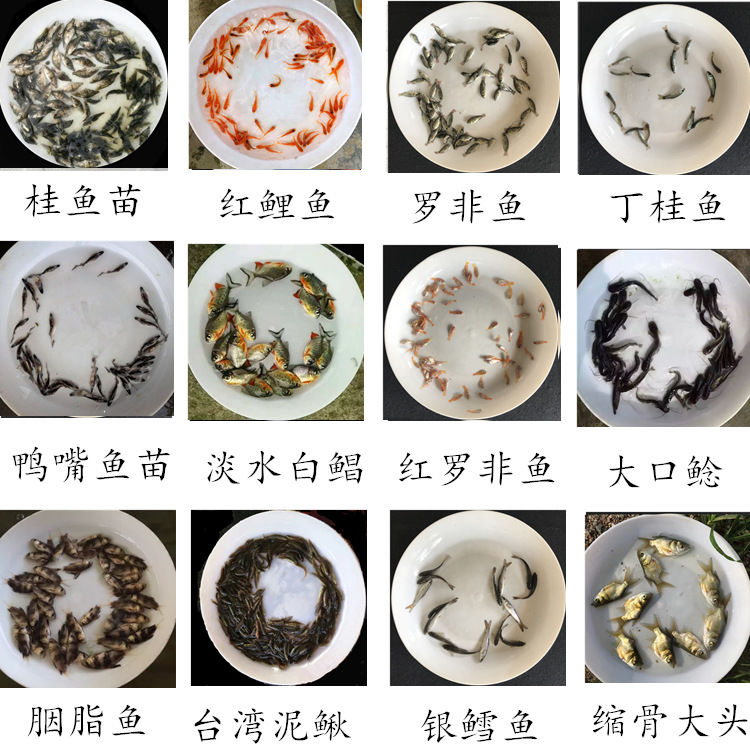加州鲈鱼苗，优鲈三号鱼苗，训化吃料，质量保证主值，价格优惠