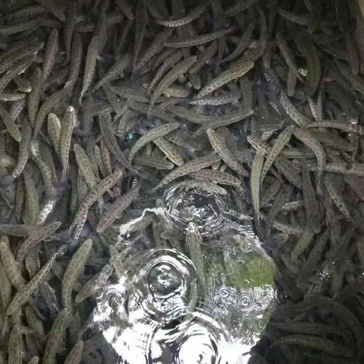 重庆市乌鳢苗  长期出售江团，丁桂，青波，岩鲤，胭脂，青鱼 自产自销