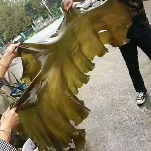 成都干海带 海带，有海带皮，全干半干的海带头，海带丝，质量保证价格便宜，