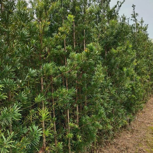 荔浦市短叶罗汉松  中叶罗汉松2－4公分十万棵占地货处理了。